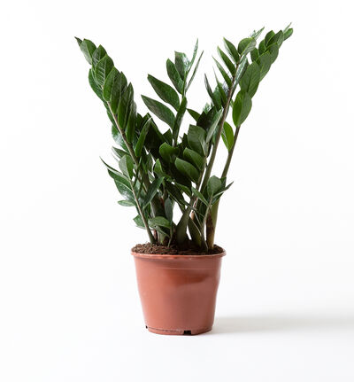 Zamioculcas 60 cm Zamioculcas 60 cm